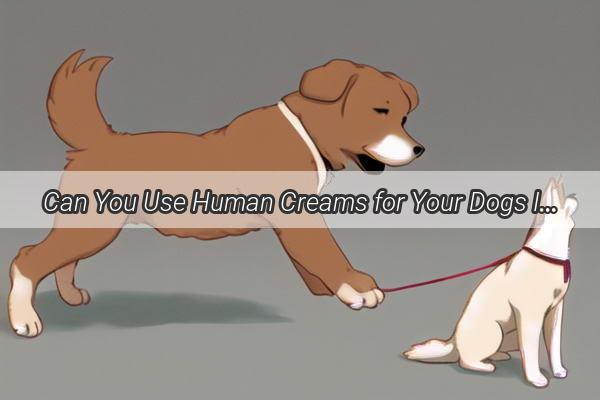 Can You Use Human Creams for Your Dogs Itchy Eczema Discover the Safest Solutions